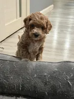 No name, a male Poodle - Miniature  for sale in Sacramento, CA – Photo 8 of 8