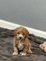 No name, a male Poodle - Miniature  for sale in Sacramento, CA – Photo 2 of 8