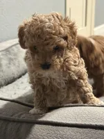 No name, a male Poodle - Miniature  for sale in Sacramento, CA – Photo 6 of 8