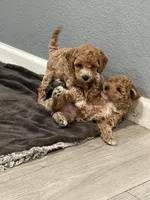 No name, a male Poodle - Miniature  for sale in Sacramento, CA – Photo 4 of 8