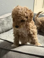 No name, a male Poodle - Miniature  for sale in Sacramento, CA – Photo 7 of 8