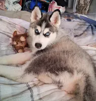Neka, a female Siberian Husky for sale in Lake Ozark, MO – 7 of 7