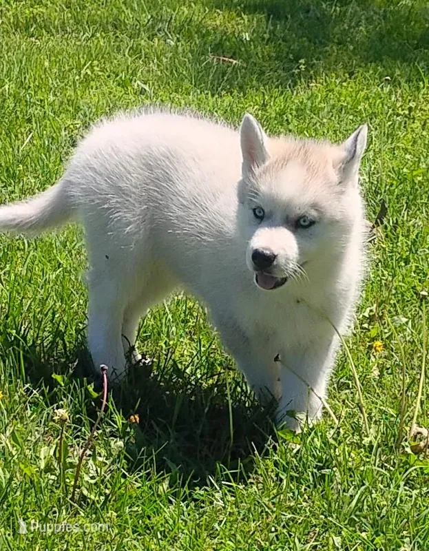 Sky – Siberian Husky puppy for sale in Lake Ozark, MO