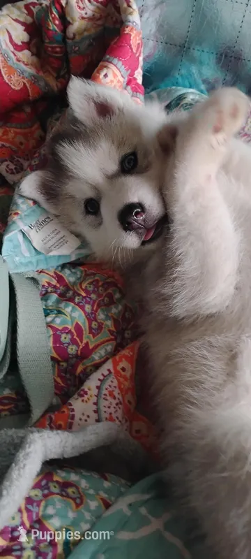 Shilo – Siberian Husky puppy for sale in Lake Ozark, MO