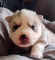 Shilo, a female Siberian Husky for sale in Lake Ozark, MO – Photo 2 of 5