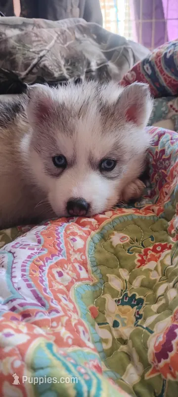 Shilo – Siberian Husky puppy for sale in Lake Ozark, MO