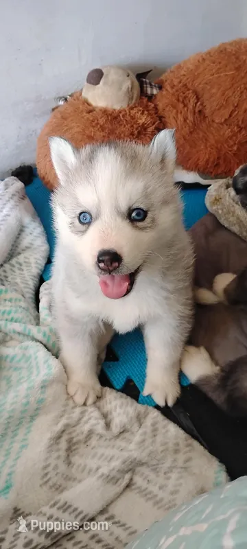 Shilo – Siberian Husky puppy for sale in Lake Ozark, MO