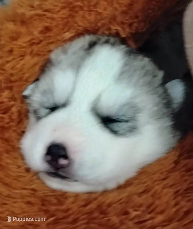 Shilo – Siberian Husky puppy for sale in Lake Ozark, MO