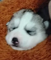 Shilo, a female Siberian Husky for sale in Lake Ozark, MO – Photo 1 of 5