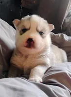 Shilo, a female Siberian Husky for sale in Lake Ozark, MO – Photo 4 of 5