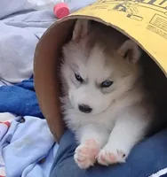 Sky, a female Siberian Husky for sale in Lake Ozark, MO – Photo 7 of 8