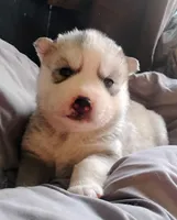 Shilo, a female Siberian Husky for sale in Lake Ozark, MO – Photo 3 of 5