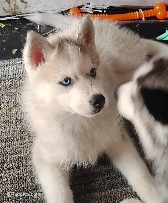 Sky – Siberian Husky puppy for sale in Lake Ozark, MO
