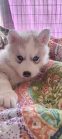 Sky, a female Siberian Husky for sale in Lake Ozark, MO – Photo 3 of 8