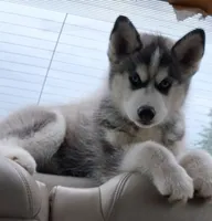 Nika, a female Siberian Husky for sale in Lake Ozark, MO – 3 of 10