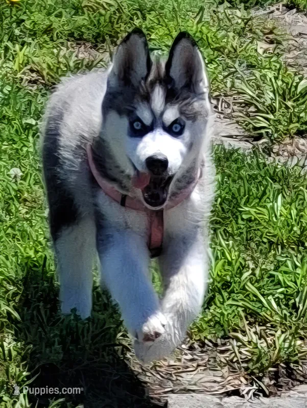 Neka – Siberian Husky puppy for sale in Lake Ozark, MO