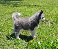 Neka, a female Siberian Husky for sale in Lake Ozark, MO – 5 of 7