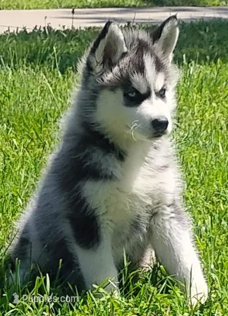 Nika – Siberian Husky puppy for sale in Lake Ozark, MO