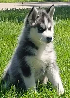 Nika, a female Siberian Husky for sale in Lake Ozark, MO – 4 of 10