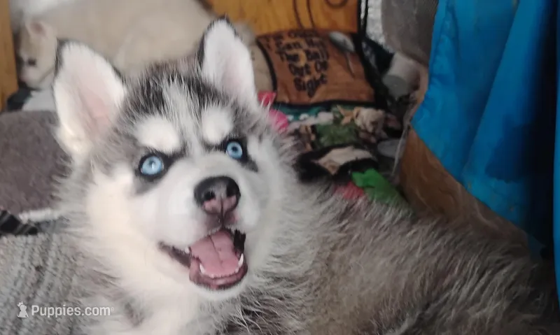 Nika – Siberian Husky puppy for sale in Lake Ozark, MO