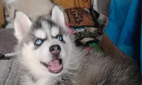 Nika, a female Siberian Husky for sale in Lake Ozark, MO – 7 of 10