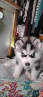Nika, a female Siberian Husky for sale in Lake Ozark, MO – 9 of 10