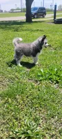 Nika, a female Siberian Husky for sale in Lake Ozark, MO – 6 of 10