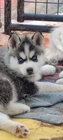 Nika, a female Siberian Husky for sale in Lake Ozark, MO – 2 of 10