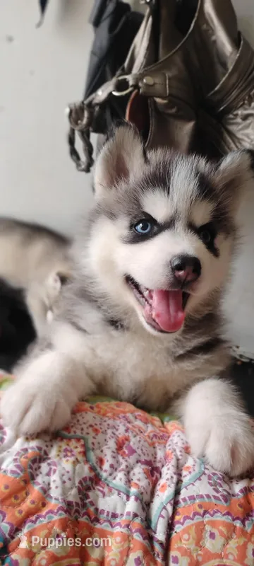 Nika – Siberian Husky puppy for sale in Lake Ozark, MO