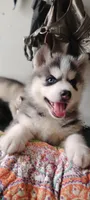 Nika, a female Siberian Husky for sale in Lake Ozark, MO – 10 of 10