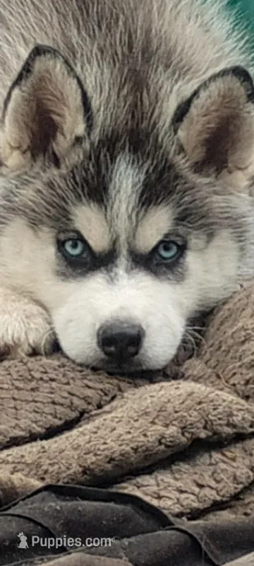 Nika – Siberian Husky puppy for sale in Lake Ozark, MO