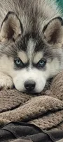 Nika, a female Siberian Husky for sale in Lake Ozark, MO – 8 of 10