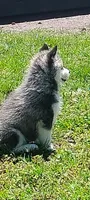 Nika, a female Siberian Husky for sale in Lake Ozark, MO – 5 of 10