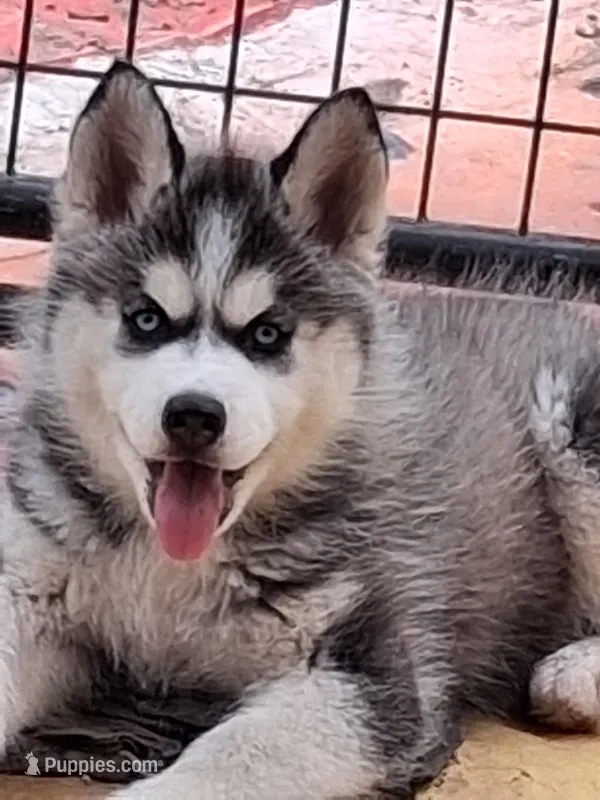 Nika – Siberian Husky puppy for sale in Lake Ozark, MO