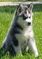 Neka, a female Siberian Husky for sale in Lake Ozark, MO – 2 of 7