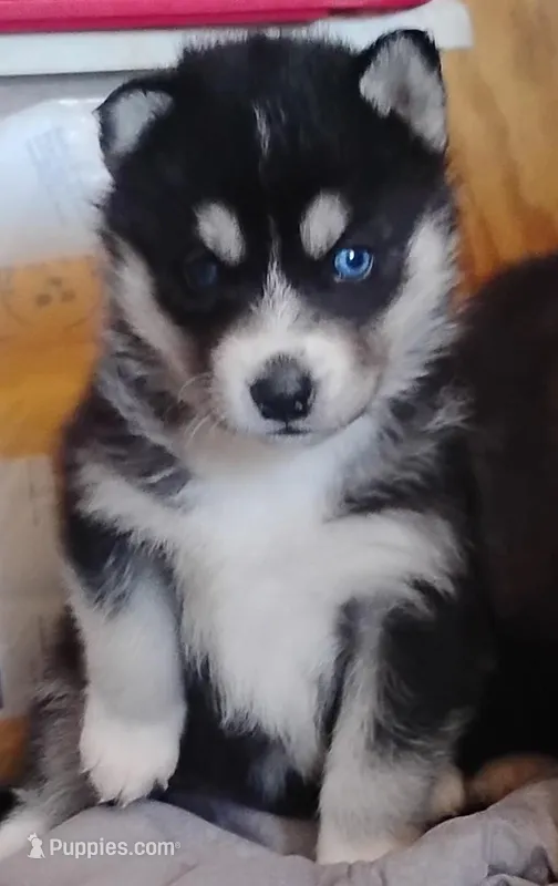 Miya – Huskydoodle puppy for sale in Lake Ozark, MO