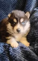 Miya/sold, a female Siberian Husky for sale in Lake Ozark, MO – Photo 2 of 9