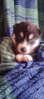 Miya, a female Huskydoodle for sale in Lake Ozark, MO – Photo 4 of 4