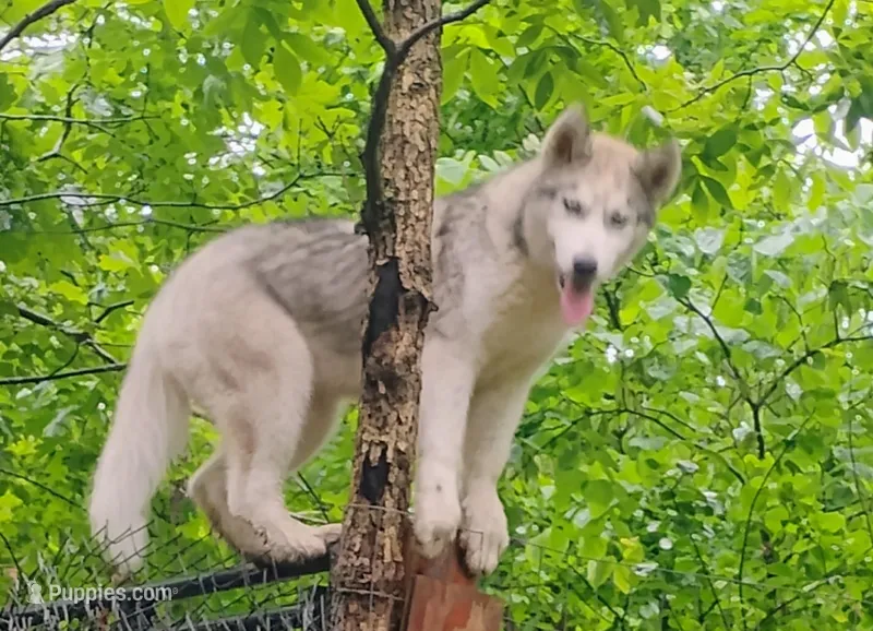 Miss jacie – Siberian Husky puppy for sale in Lake Ozark, MO