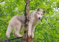 Miss jacie, a female Siberian Husky for sale in Lake Ozark, MO – Photo 4 of 5