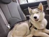 Miss jacie, a female Siberian Husky for sale in Lake Ozark, MO – Photo 3 of 5