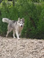 Miss jacie, a female Siberian Husky for sale in Lake Ozark, MO – Photo 3 of 10