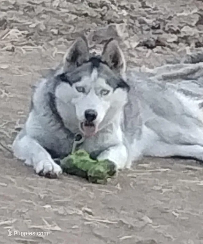 Miss jacie – Siberian Husky puppy for sale in Lake Ozark, MO