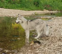 Miss jacie, a female Siberian Husky for sale in Lake Ozark, MO – Photo 6 of 10
