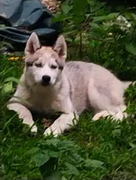 Miss jacie, a female Siberian Husky for sale in Lake Ozark, MO – Photo 2 of 5