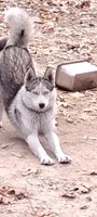 Miss jacie, a female Siberian Husky for sale in Lake Ozark, MO – Photo 10 of 10