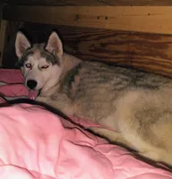 Miss jacie, a female Siberian Husky for sale in Lake Ozark, MO – Photo 5 of 5