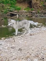 Miss jacie, a female Siberian Husky for sale in Lake Ozark, MO – Photo 4 of 10