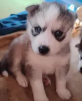 Sassy, a female Siberian Husky for sale in Lake Ozark, MO – Photo 3 of 4