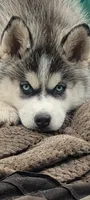 Neka, a female Siberian Husky for sale in Lake Ozark, MO – 3 of 7